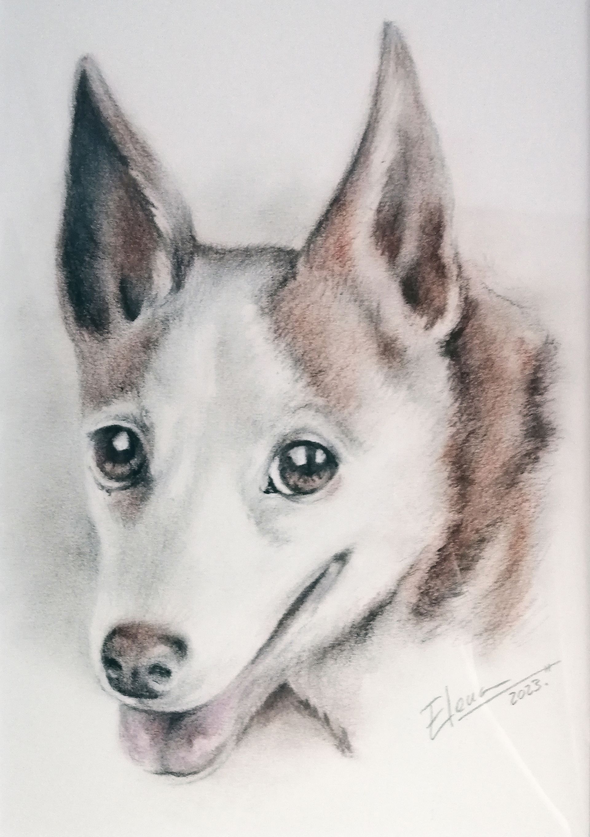 Retrato de perro a lápiz de color; pelaje marrón y blanco, sonriendo con la lengua rosa, ojos grandes.