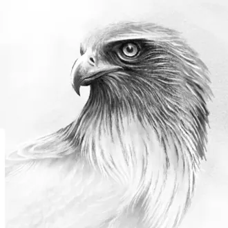 Un dibujo en blanco y negro de la cabeza de un águila sobre un fondo blanco.