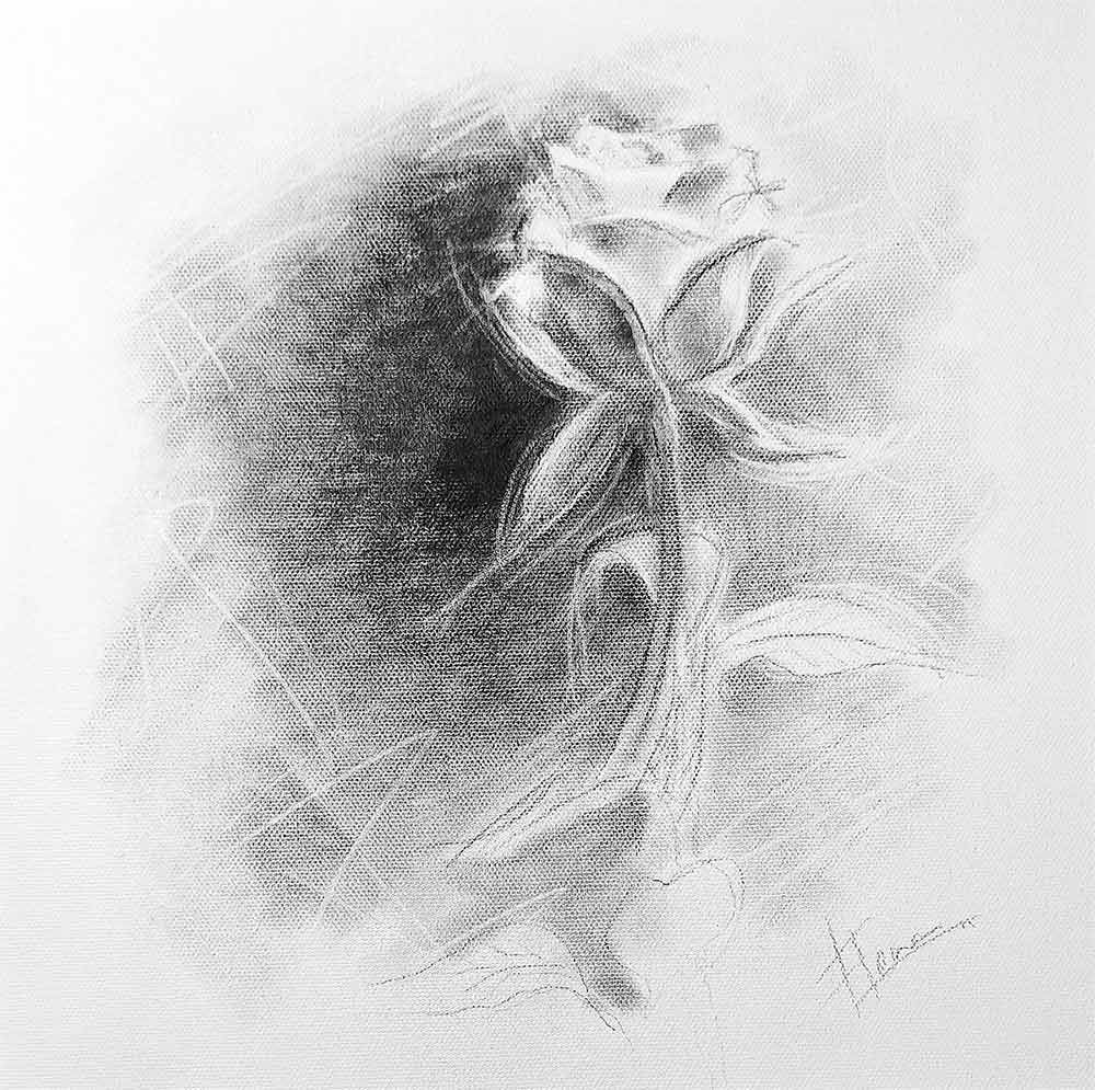 Boceto a lápiz de una rosa. La flor está representada con detalle; el tallo y el fondo están esbozados con líneas sueltas.