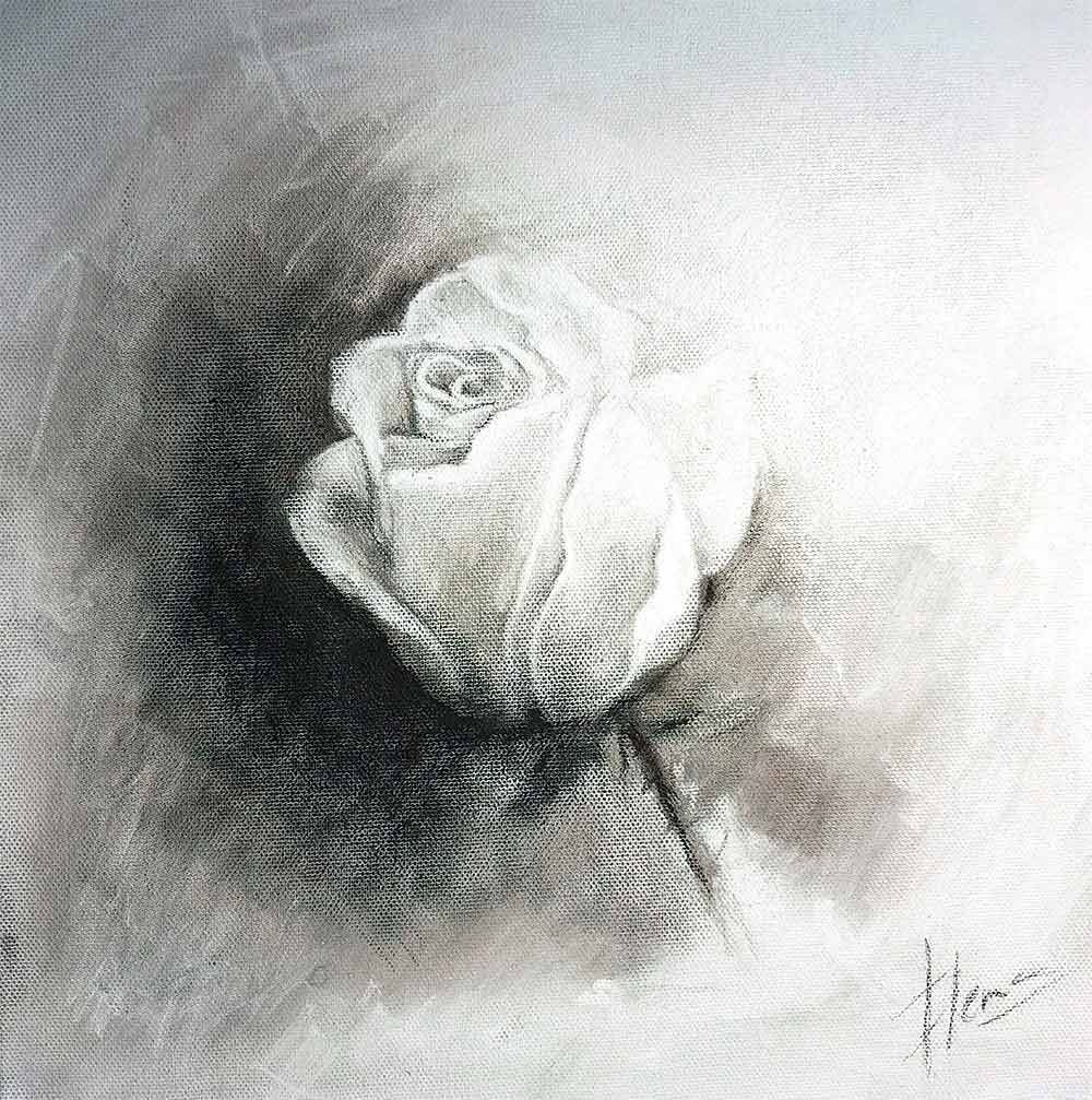 Dibujo a carboncillo de una rosa blanca sobre un fondo con degradado oscuro-claro.