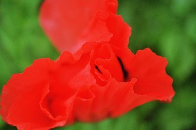 LA SANTE NATURELLE Pascal Rollier