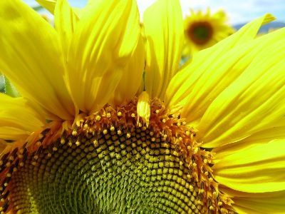 LA SANTE NATURELLE Pascal Rollier