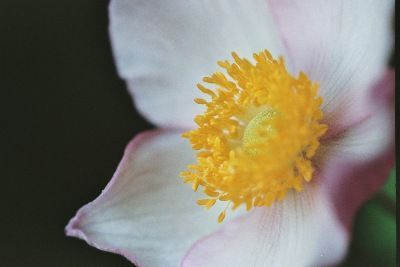 LA SANTE NATURELLE Pascal Rollier