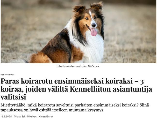 Paras koirarotu ensimmäiseksi koiraksi - 3 koiraa, joiden väliltä Kennelliiton asiantuntija valitsisi