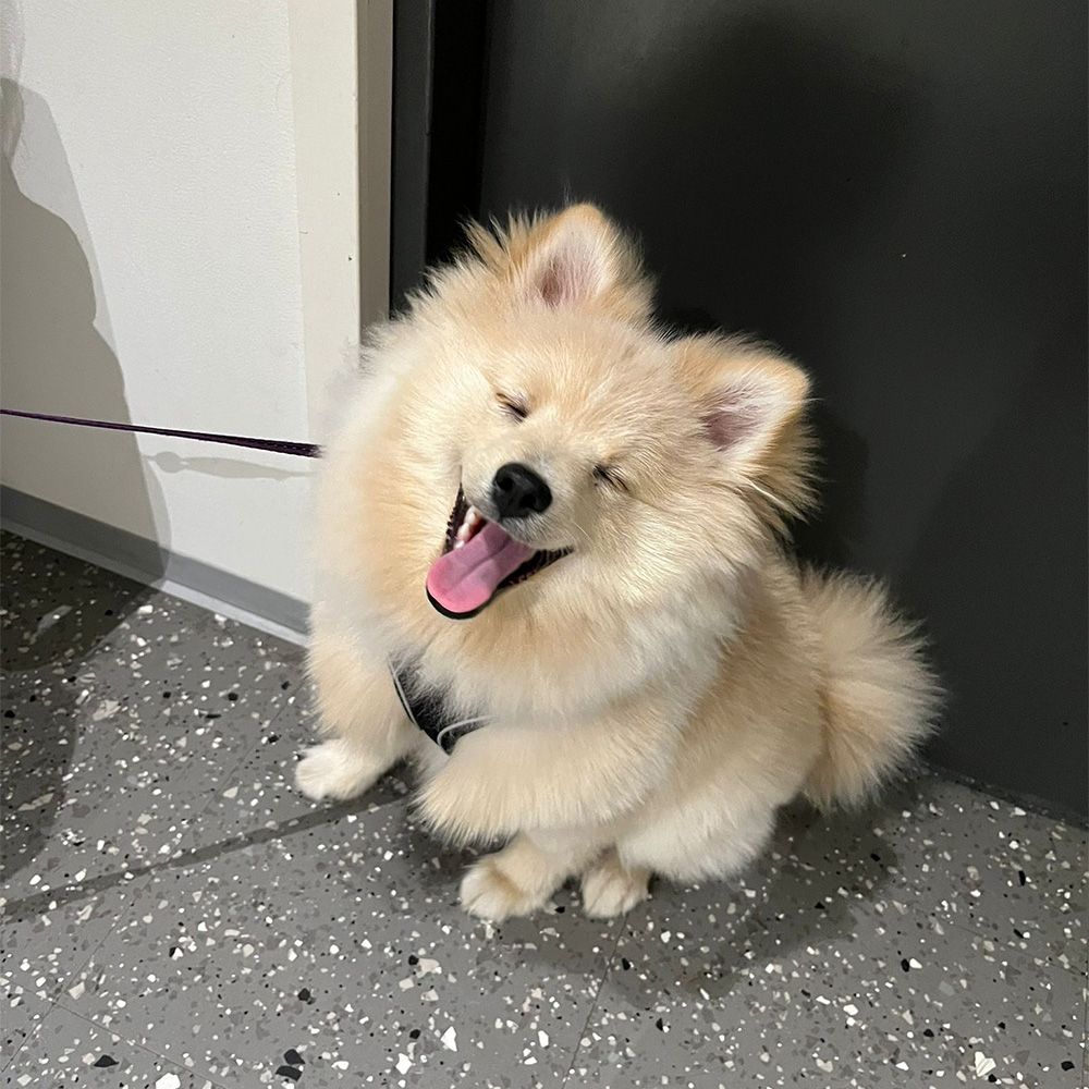 Echinococcus medication before returning to Finland