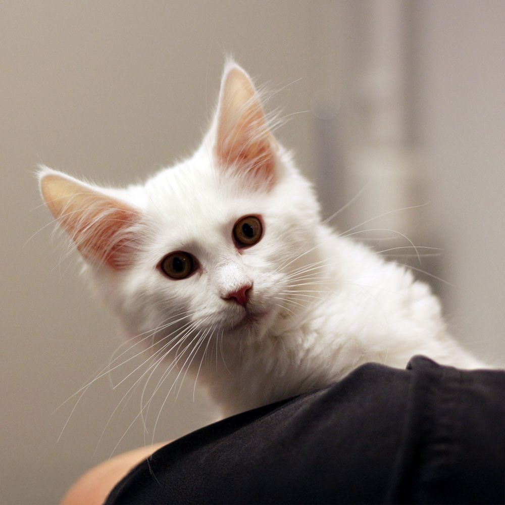 Eläinlääkäritilin kustannukset