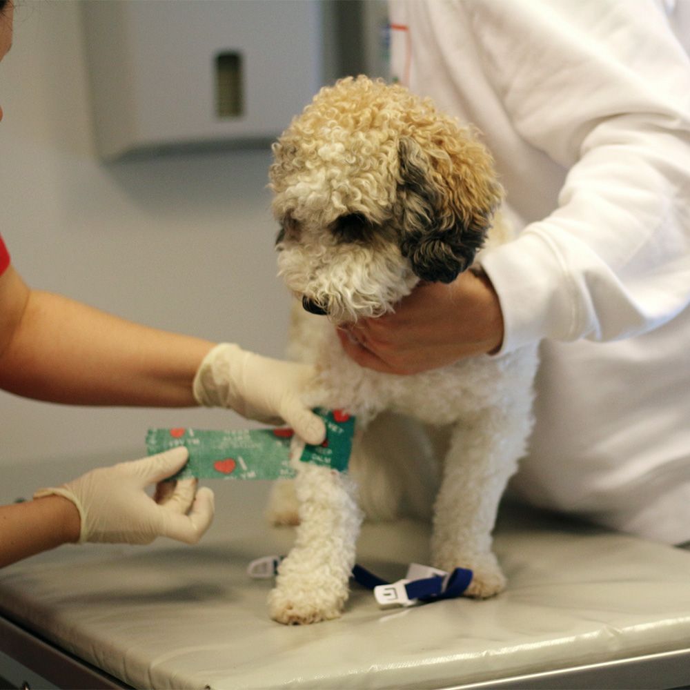 Eläinlääkäritilillä maksuaikaa