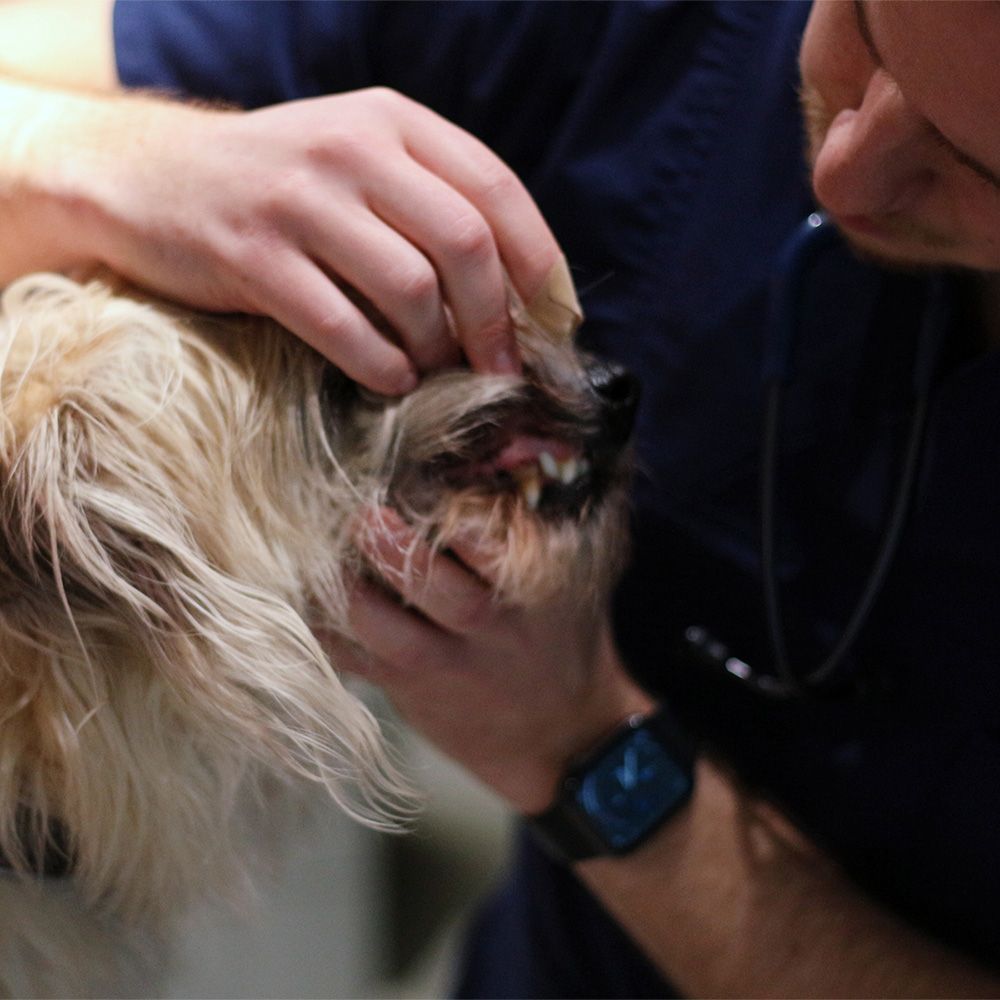 Hammaskiven muodostuminen