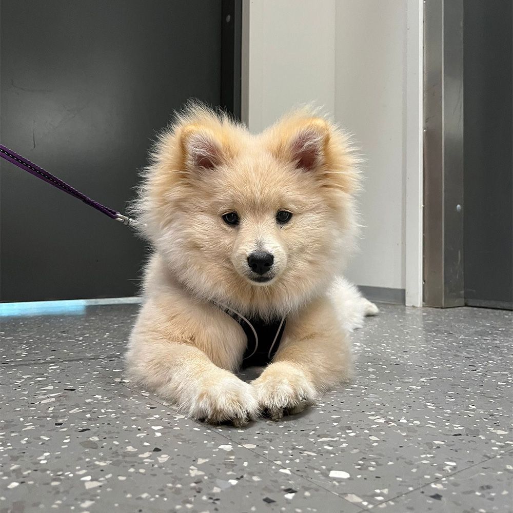 Zahnsteinentfernung beim Tierarzt