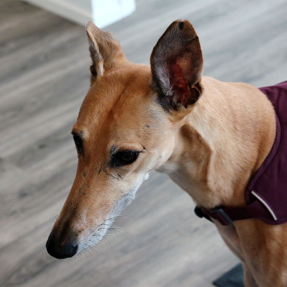 Echinococcus Medication