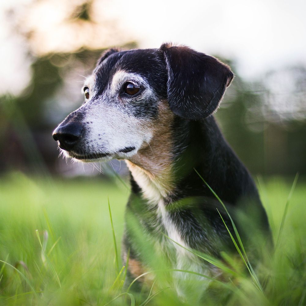 Ikääntynyt mäyräkoira ruohikkoisella pihalla.