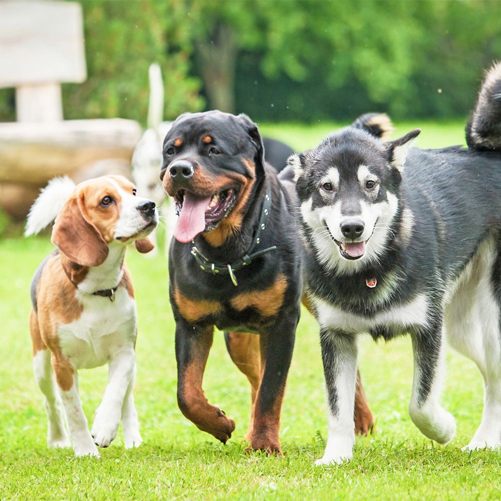 Laumaimmuniteetti koirayhteisössä