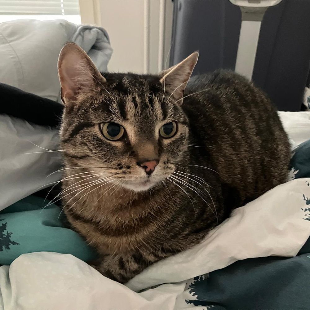 Lemmikin kemiallinen kastraatio