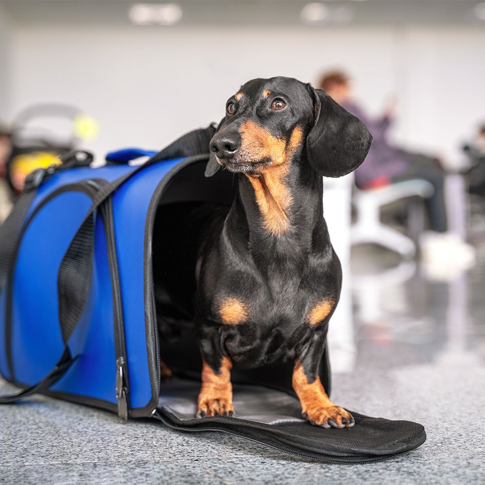 Travelling to Norway with a Dog