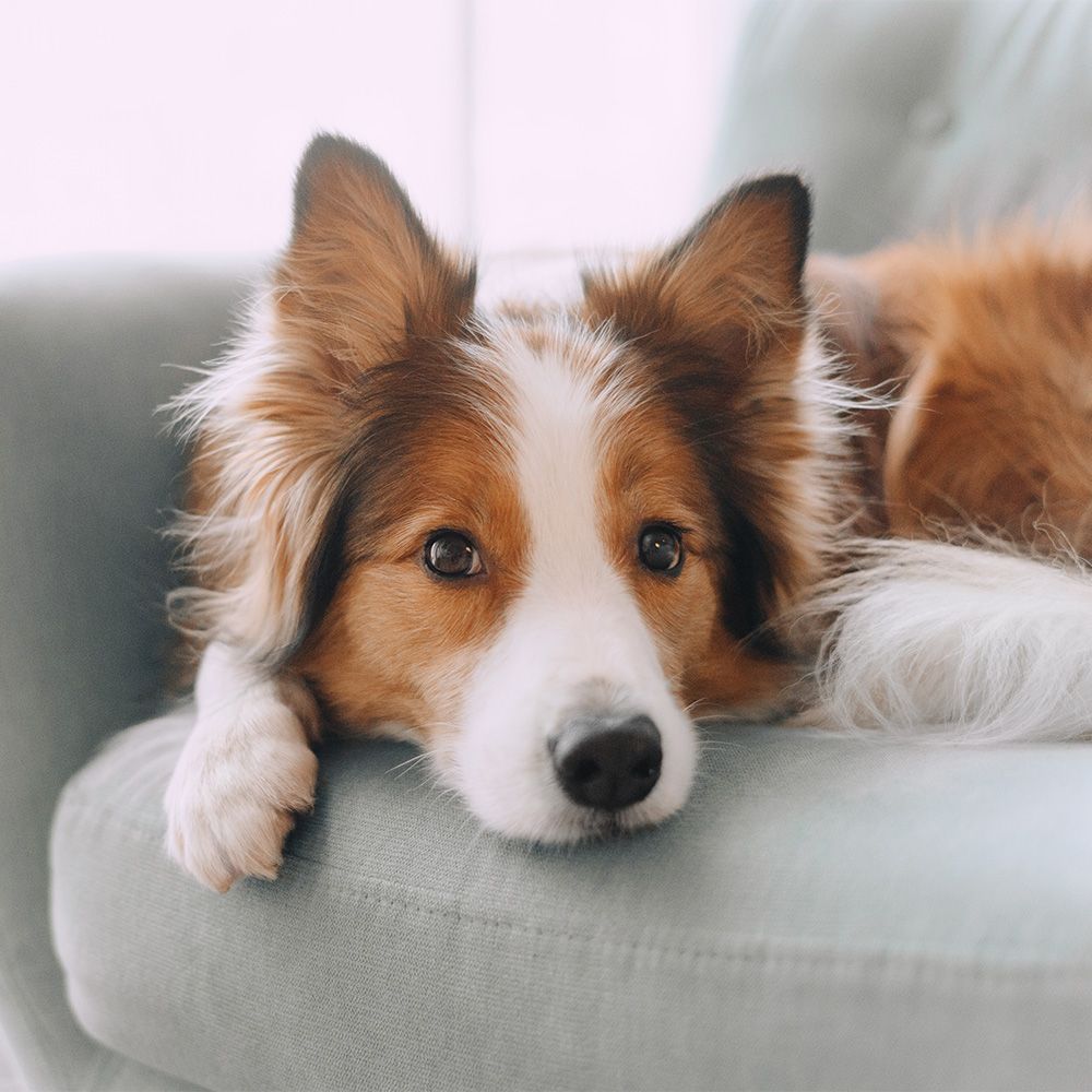 Miksi koira steriloidaan