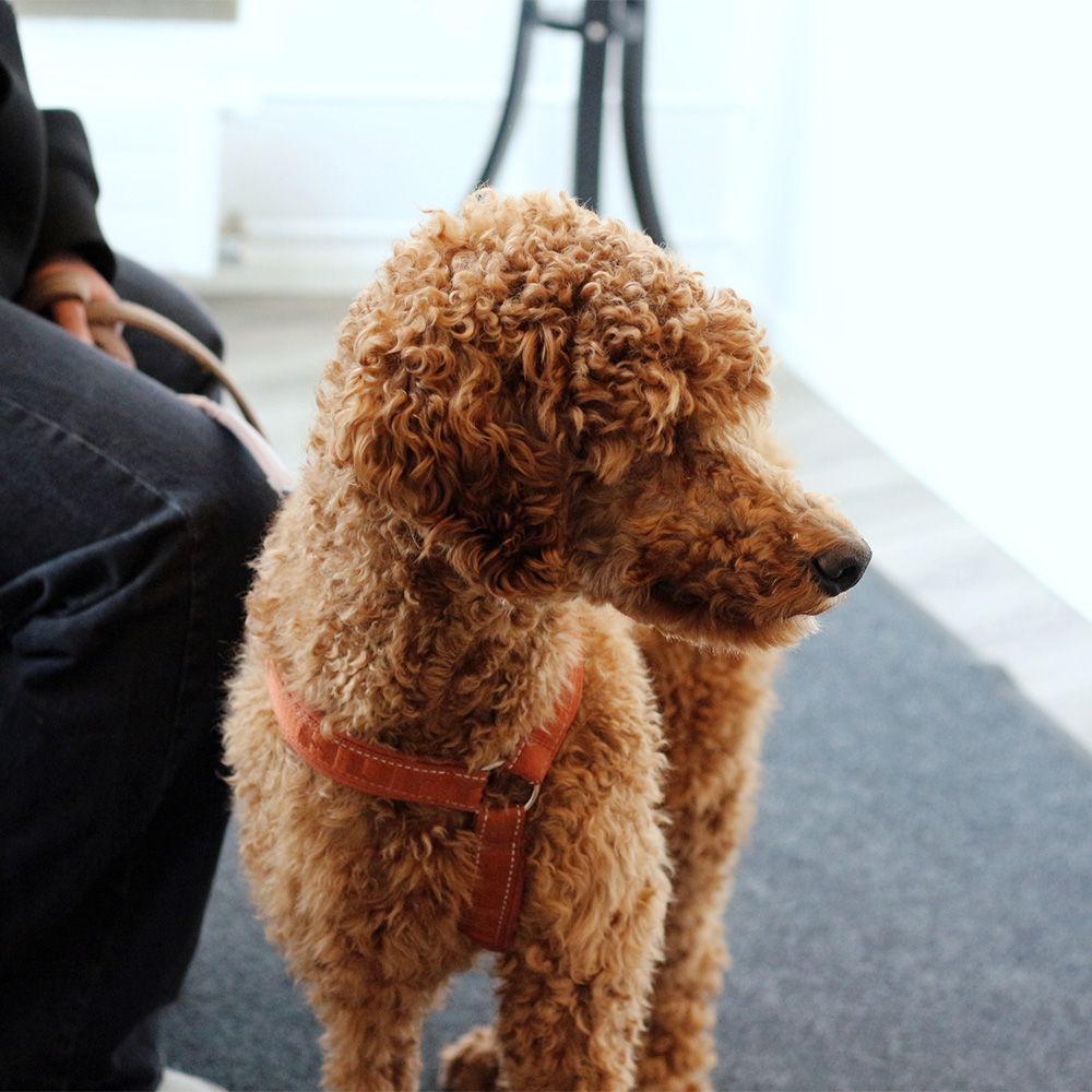 Mitä tutkitaan ultraäänellä