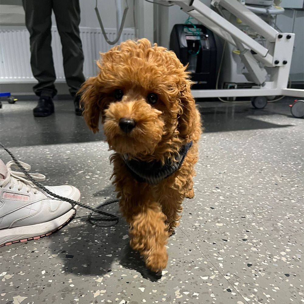 Der Wert einer Lahmheitsuntersuchung