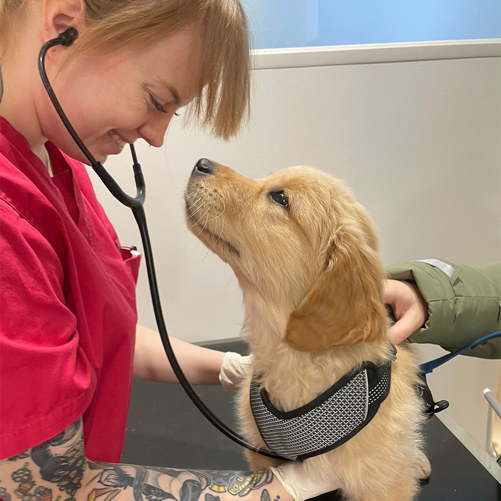 Eläinlääkäri kuuntelee stetoskoopilla kultaisennoutajan pennun sydänääniä.