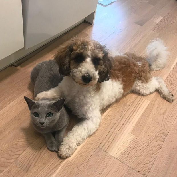 Eläinlääkäriasema Pups 'n Pets on osa Vireä Groupia