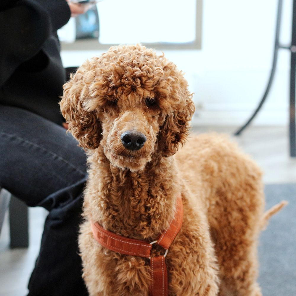 Rokotukset ja matkustaminen