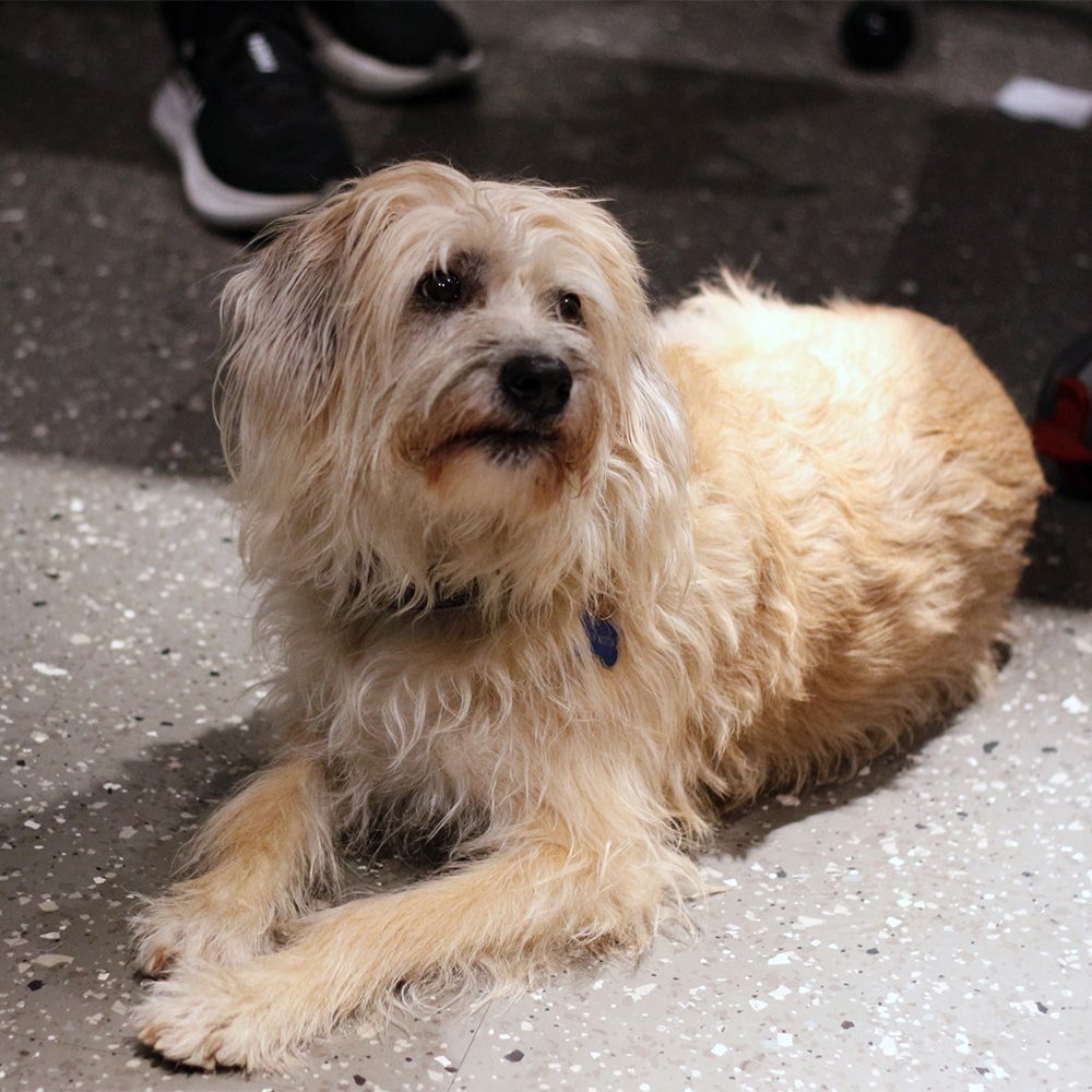 Rokotusten sivuvaikutukset