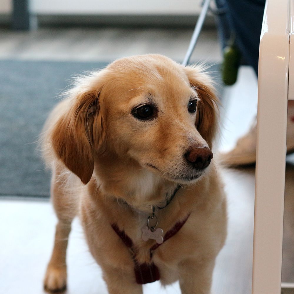 Steriloinnin kustannukset ja vaikutukset koiraan