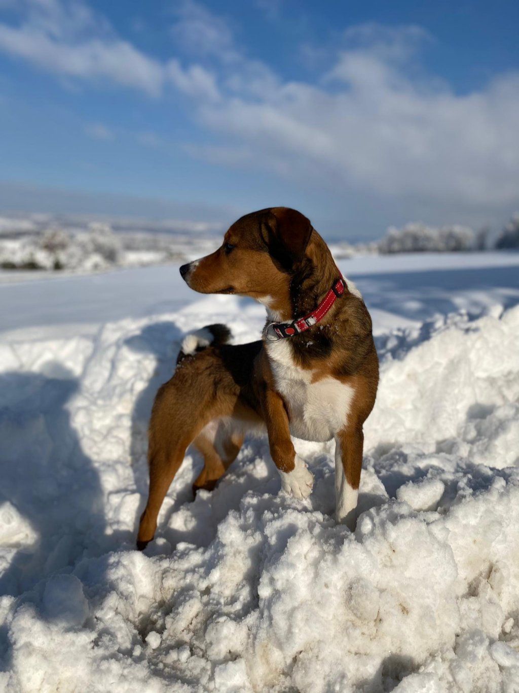 Haldenhof Gundetswil