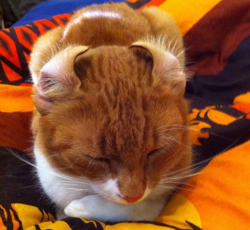 Haldenhof Gundetswil