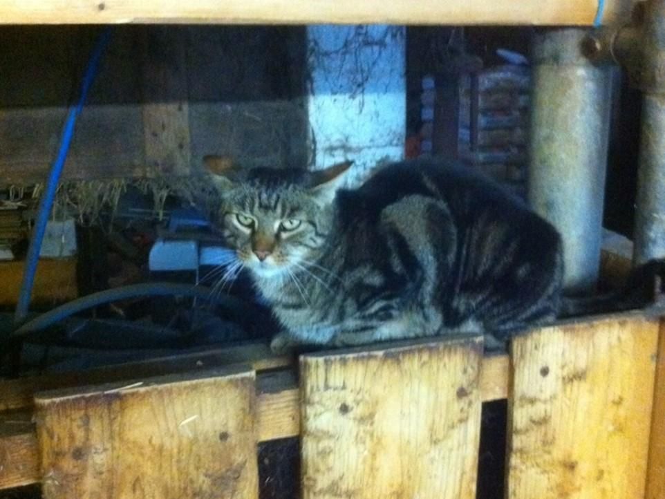 Haldenhof Gundetswil