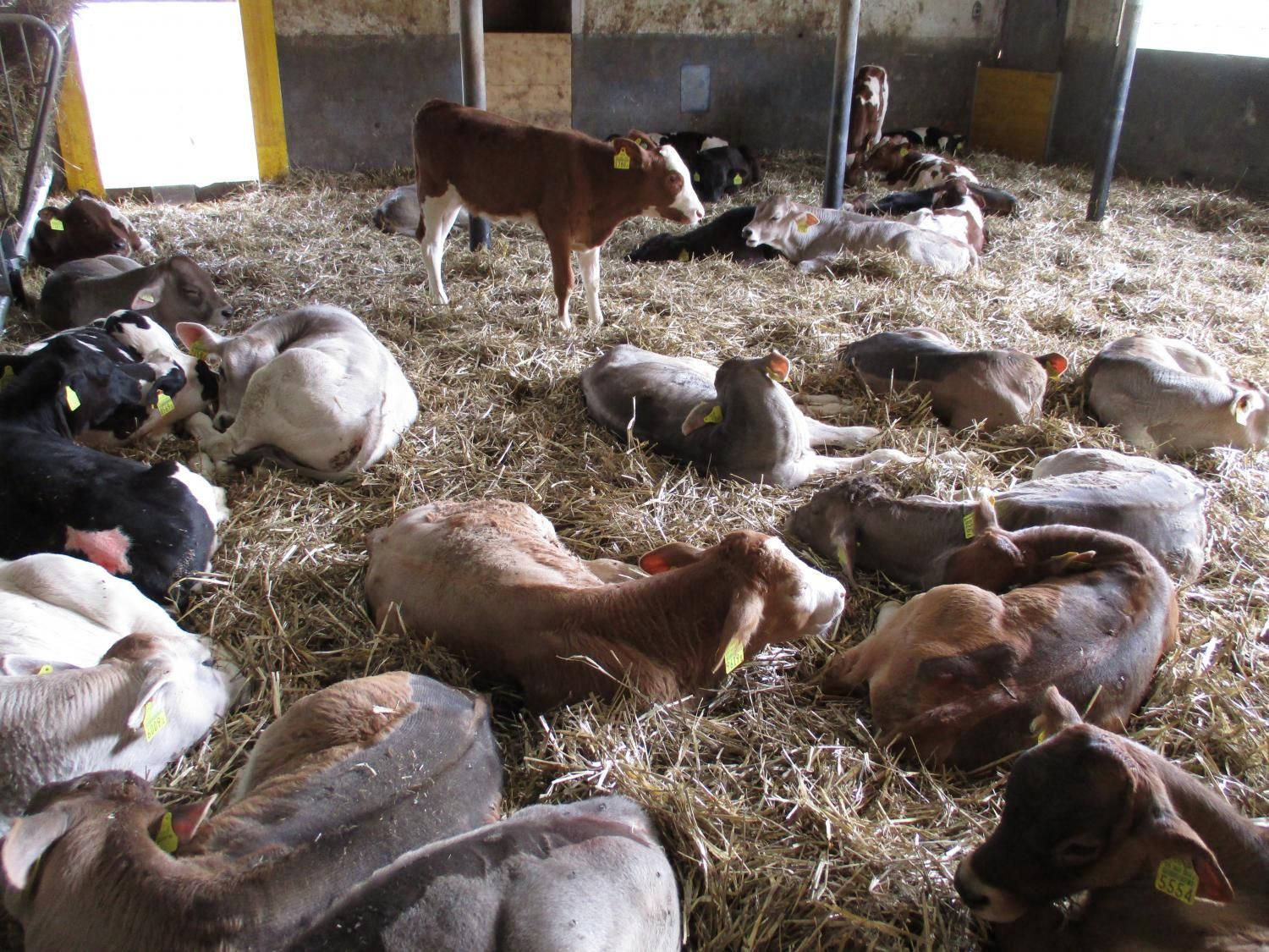 Haldenhof Gundetswil