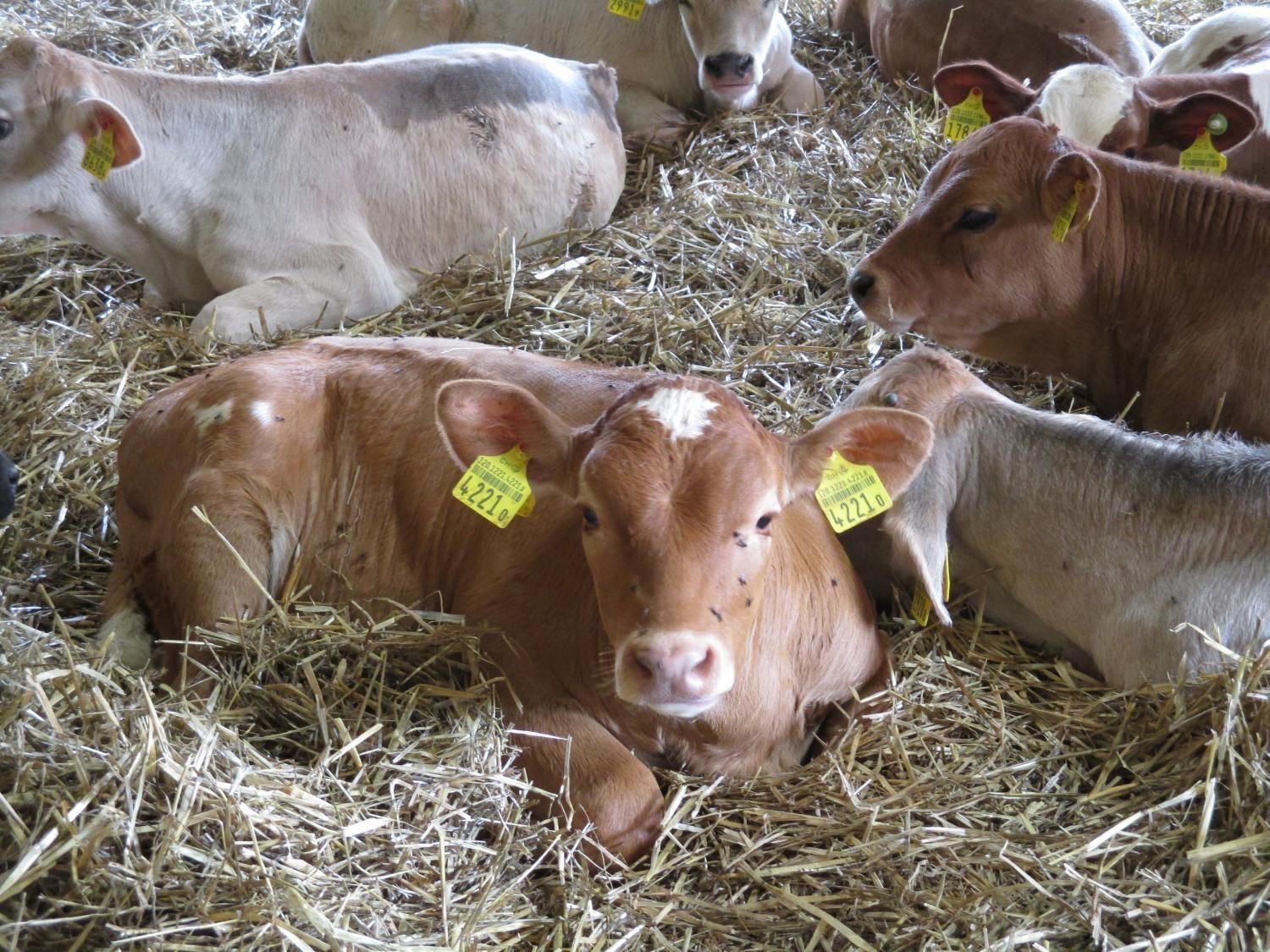 Haldenhof Gundetswil