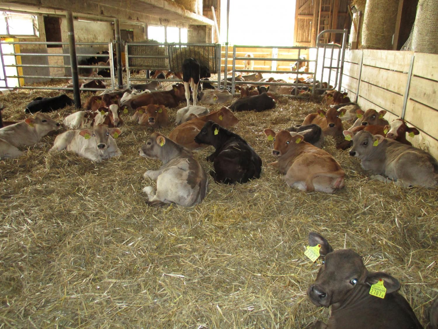 Haldenhof Gundetswil