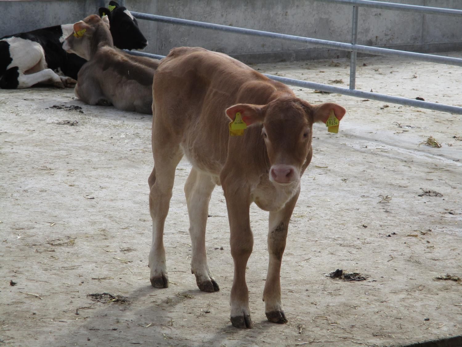 Haldenhof Gundetswil