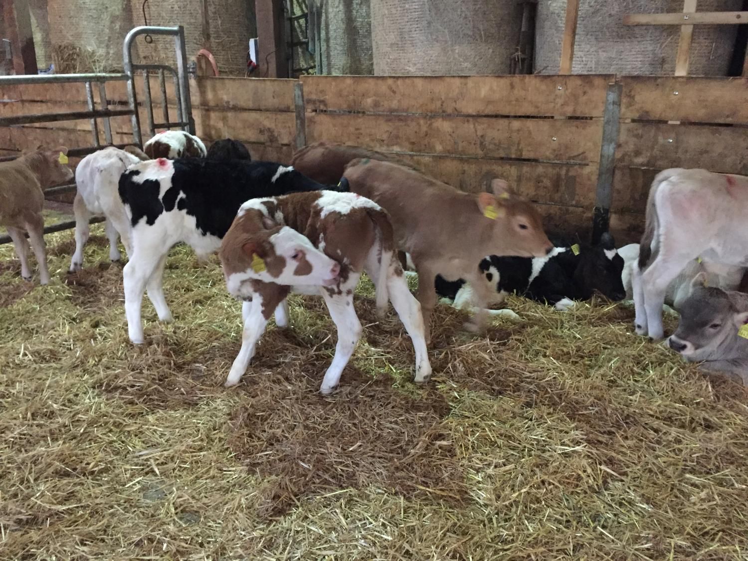 Haldenhof Gundetswil