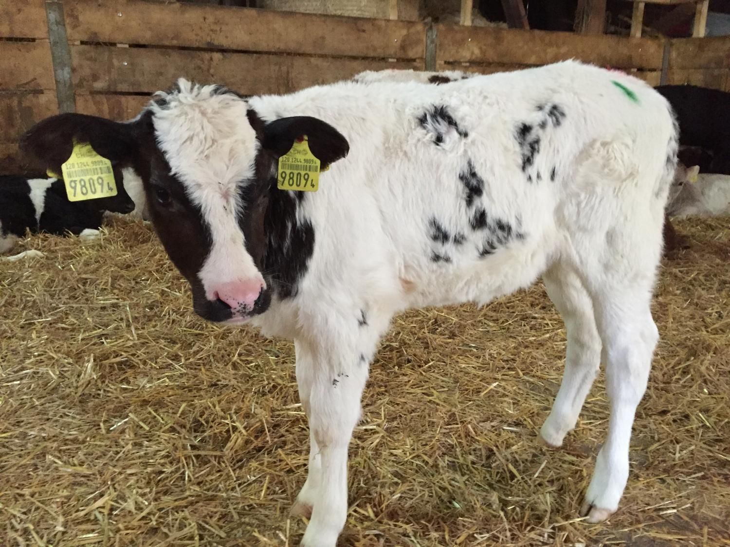 Haldenhof Gundetswil