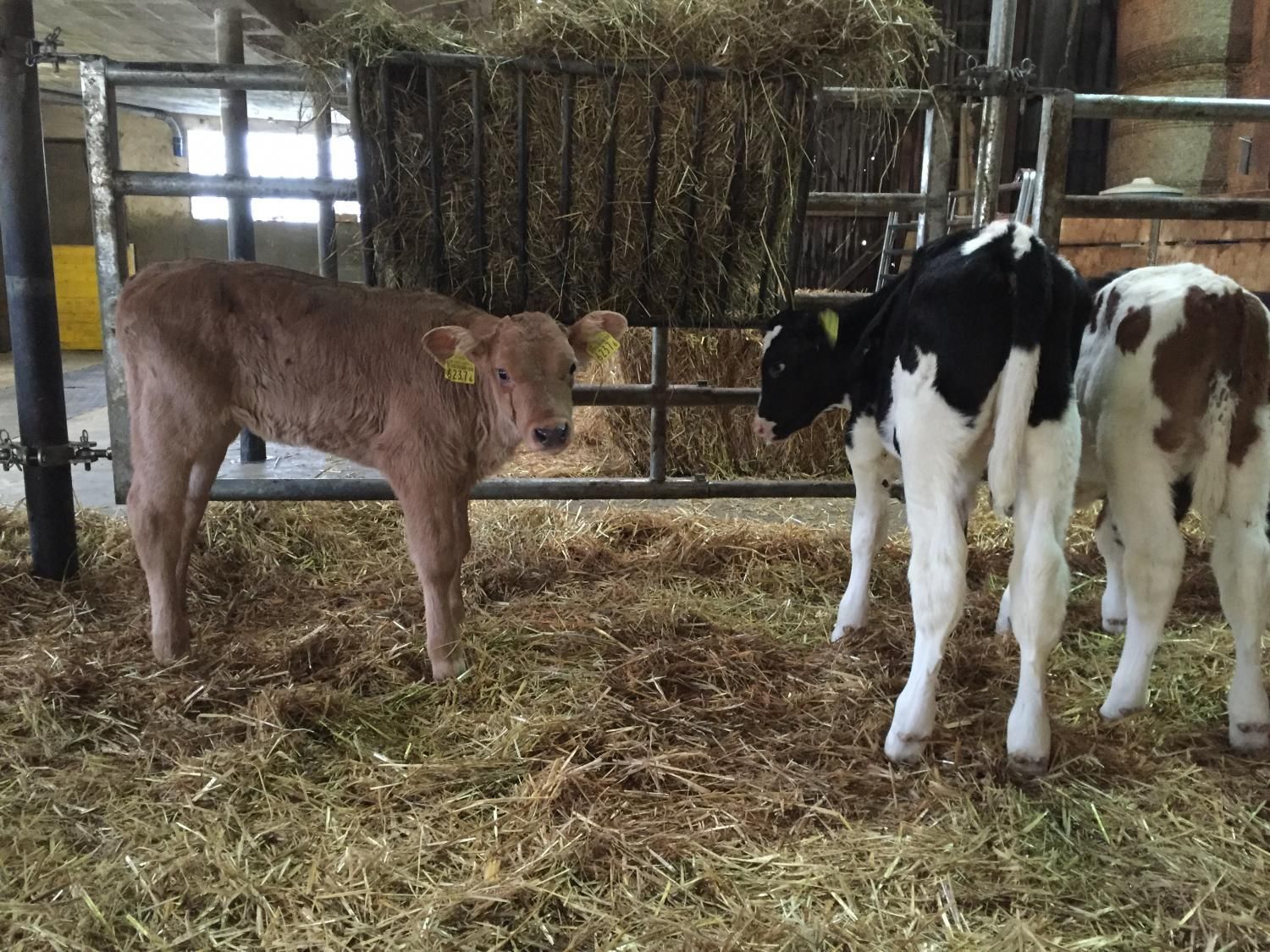 Haldenhof Gundetswil