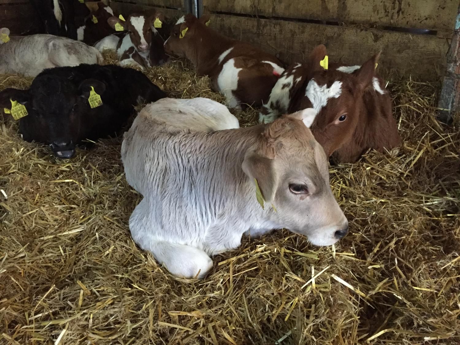 Haldenhof Gundetswil