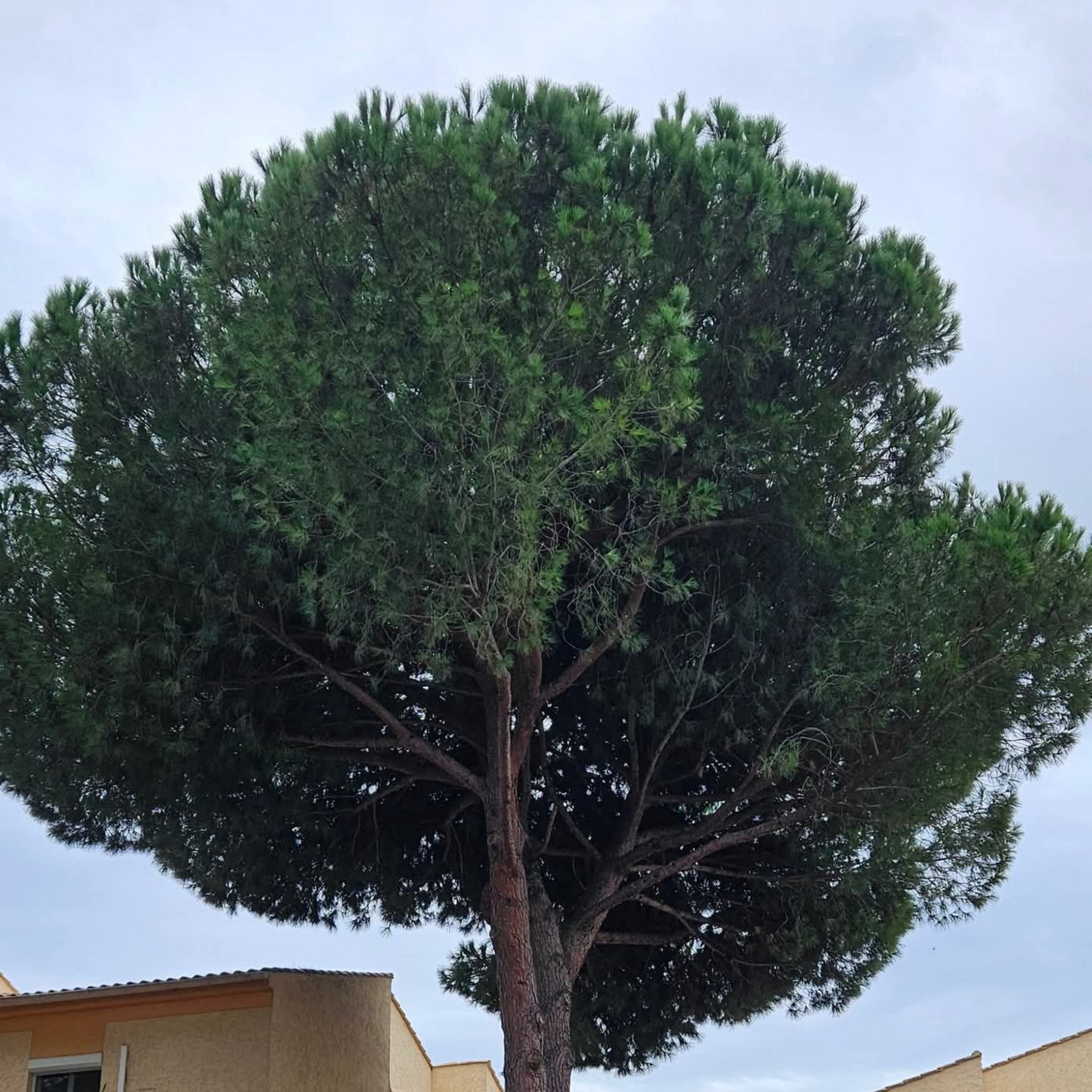 Grand arbre à feuilles persistantes, à la cime ronde et dense, se détachant sur un ciel nuageux.