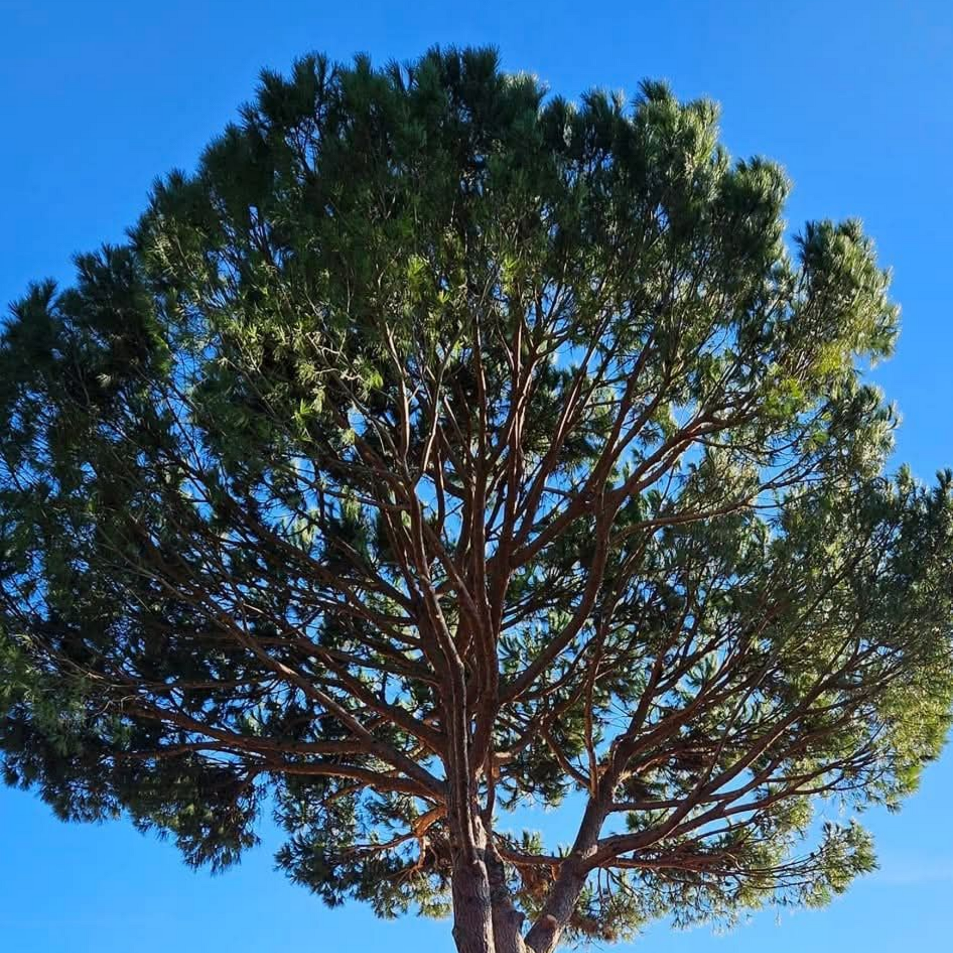Grand pin à la large canopée verte se détachant sur un ciel d'un bleu éclatant.