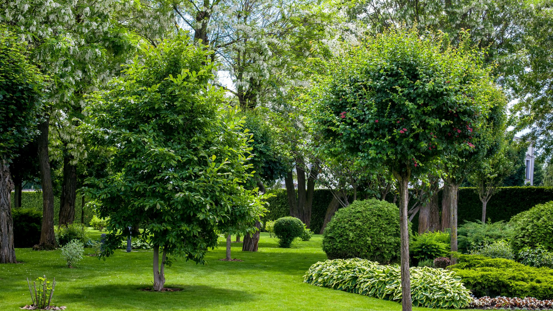 Arboriste dans un grand arbre, utilisant une tronçonneuse. Ciel bleu vif en arrière-plan.