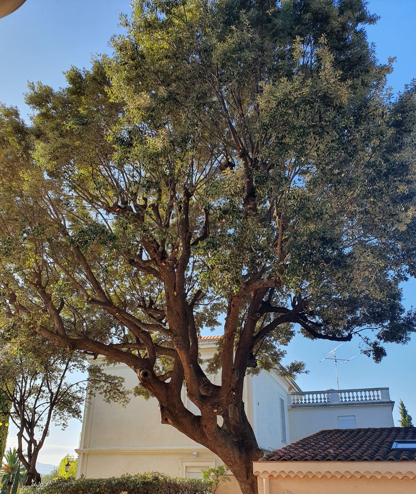 Grand arbre au tronc brun et aux feuilles vertes se détachant sur un bâtiment et un ciel bleu.