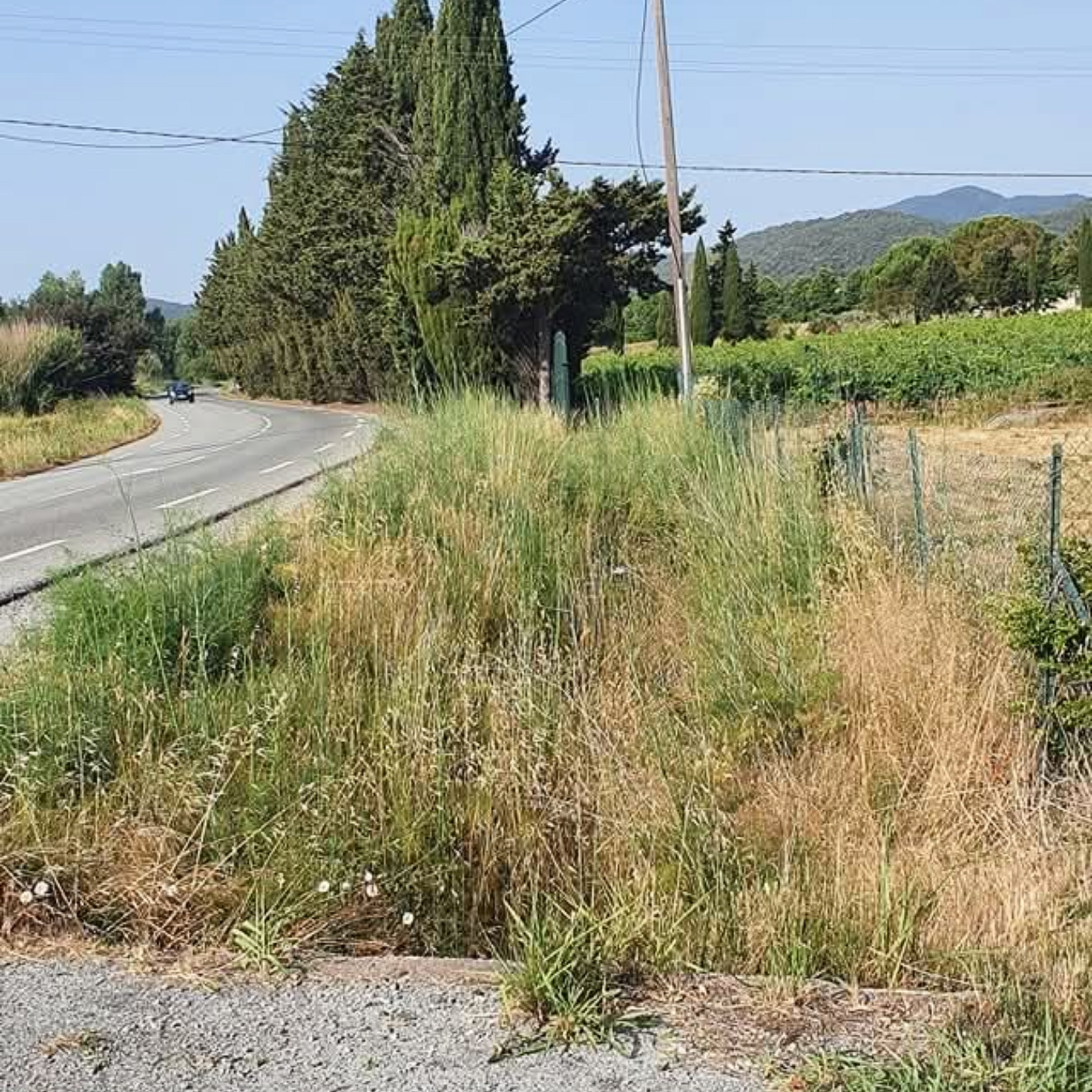 Vue en bord de route : hautes herbes et mauvaises herbes bordent une route sinueuse. Vignoble et collines en arrière-plan, sous un ciel bleu.