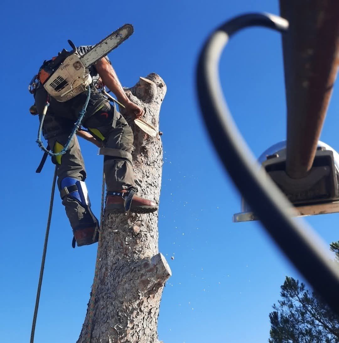 Un arboriste utilise une tronçonneuse pour couper un tronc d'arbre sur fond de ciel bleu, portant un équipement de sécurité et des cordes d'escalade.