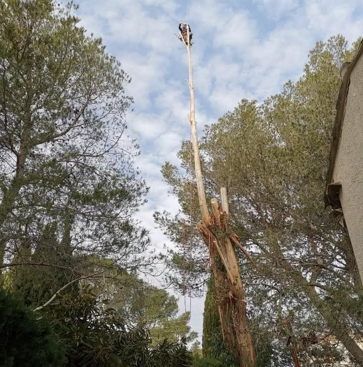 Un homme, perché sur une haute échelle, taille un arbre sur fond de ciel nuageux.