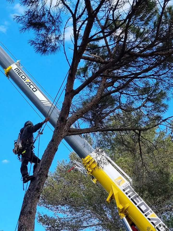 Un homme harnaché dans un arbre, assisté par une grue portant le logo MEDIACO sur fond de ciel bleu.