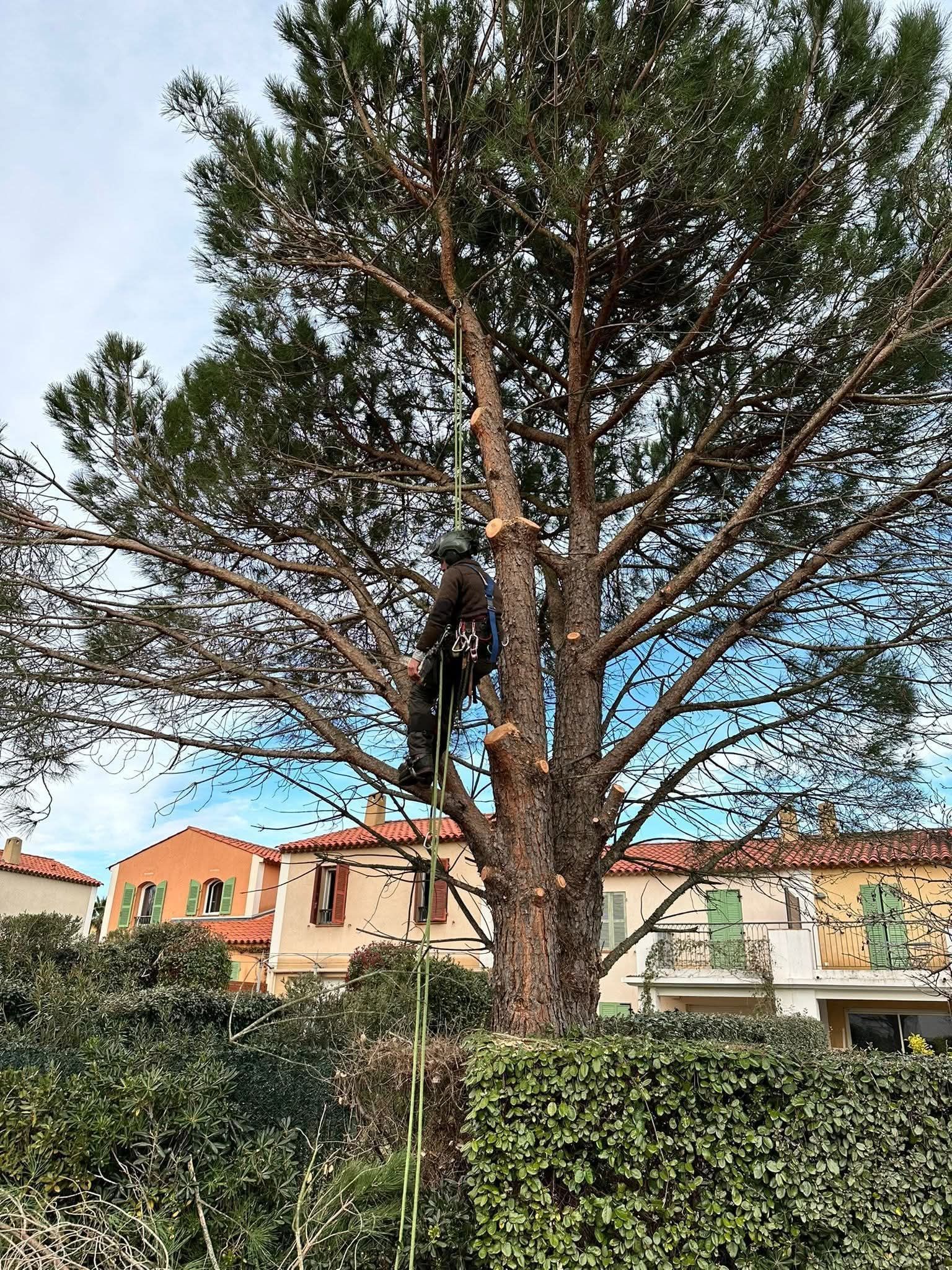 Un arboriste taille un grand arbre devant des bâtiments par temps nuageux.