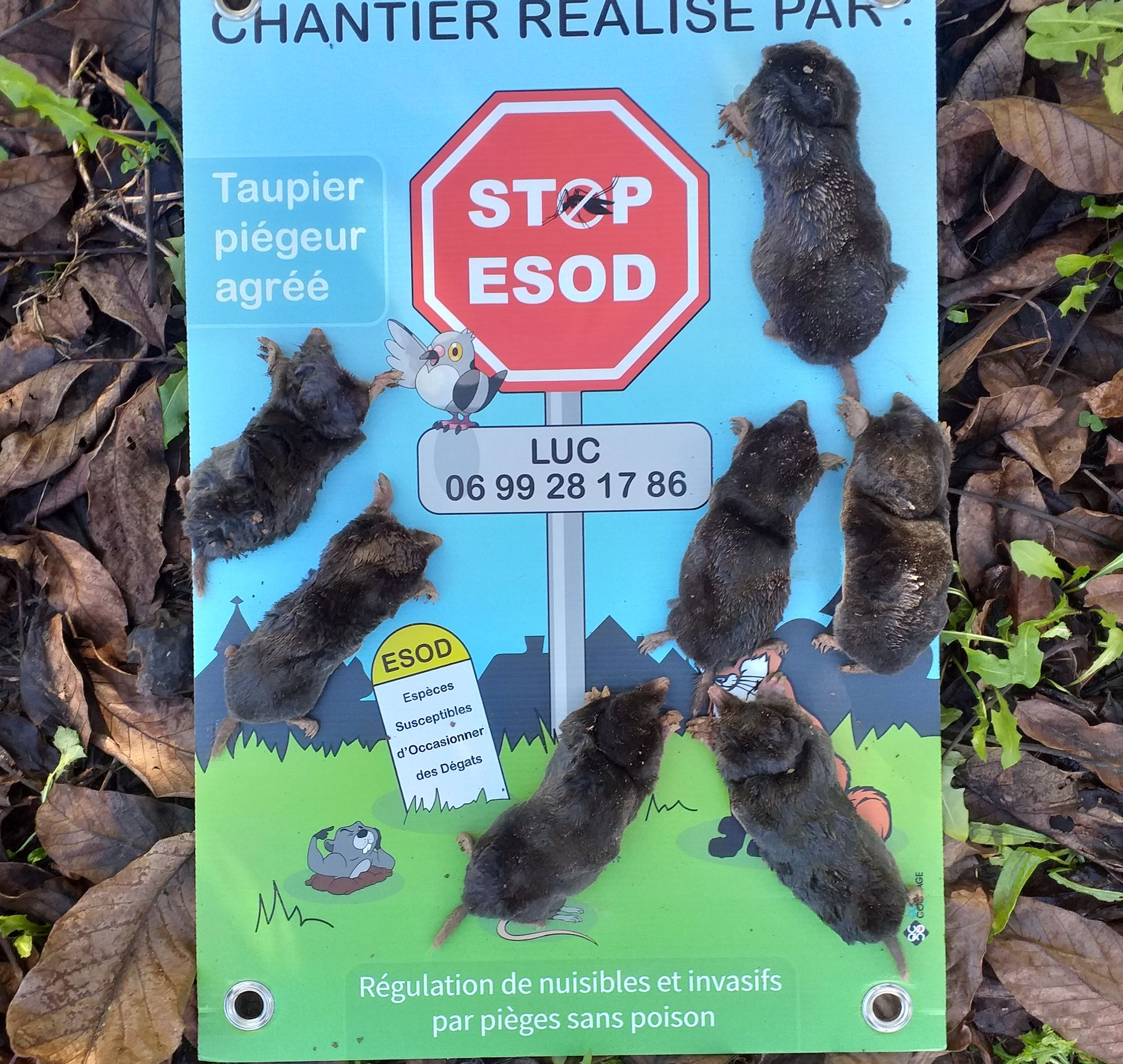 Panneau avec des taupes mortes.