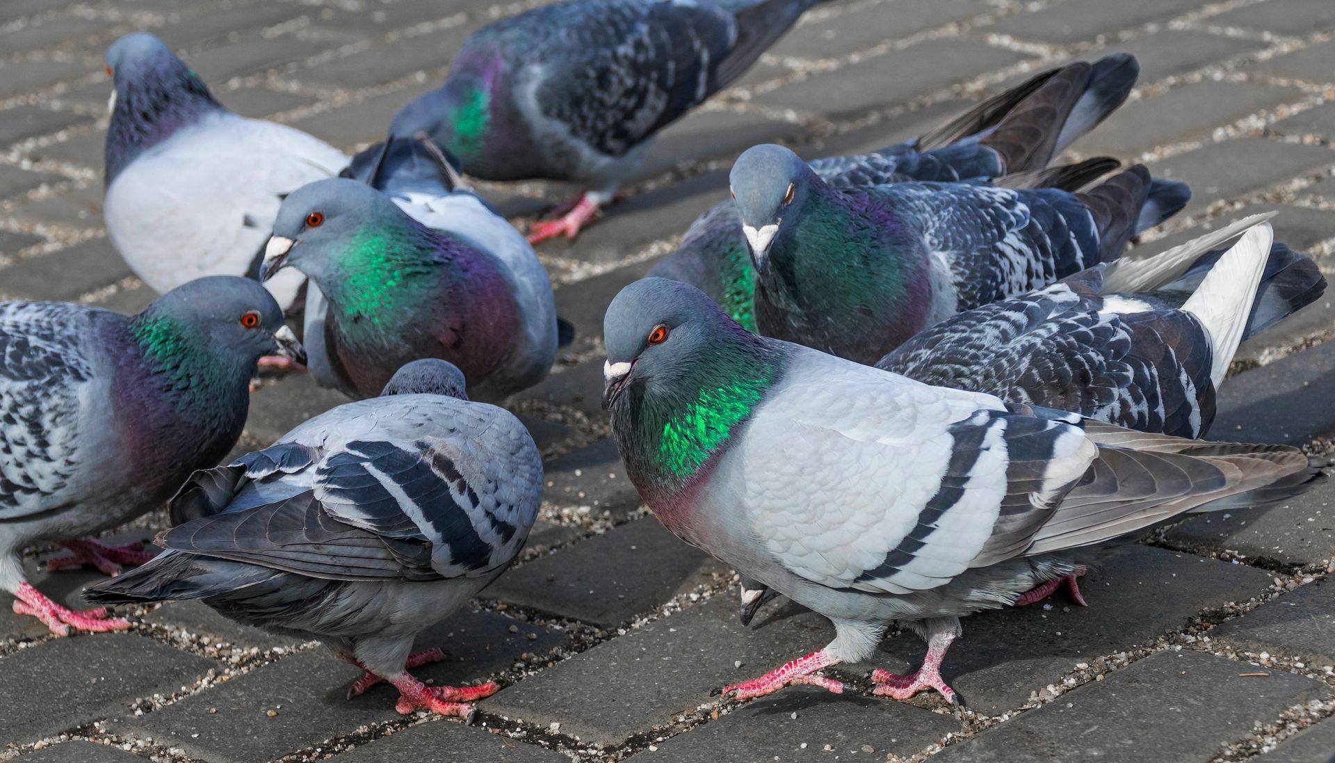 Groupe de pigeons aux plumes de cou irisées sur une surface en brique.