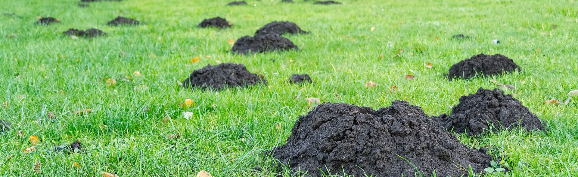 Pelouse verte couverte de taupinières.