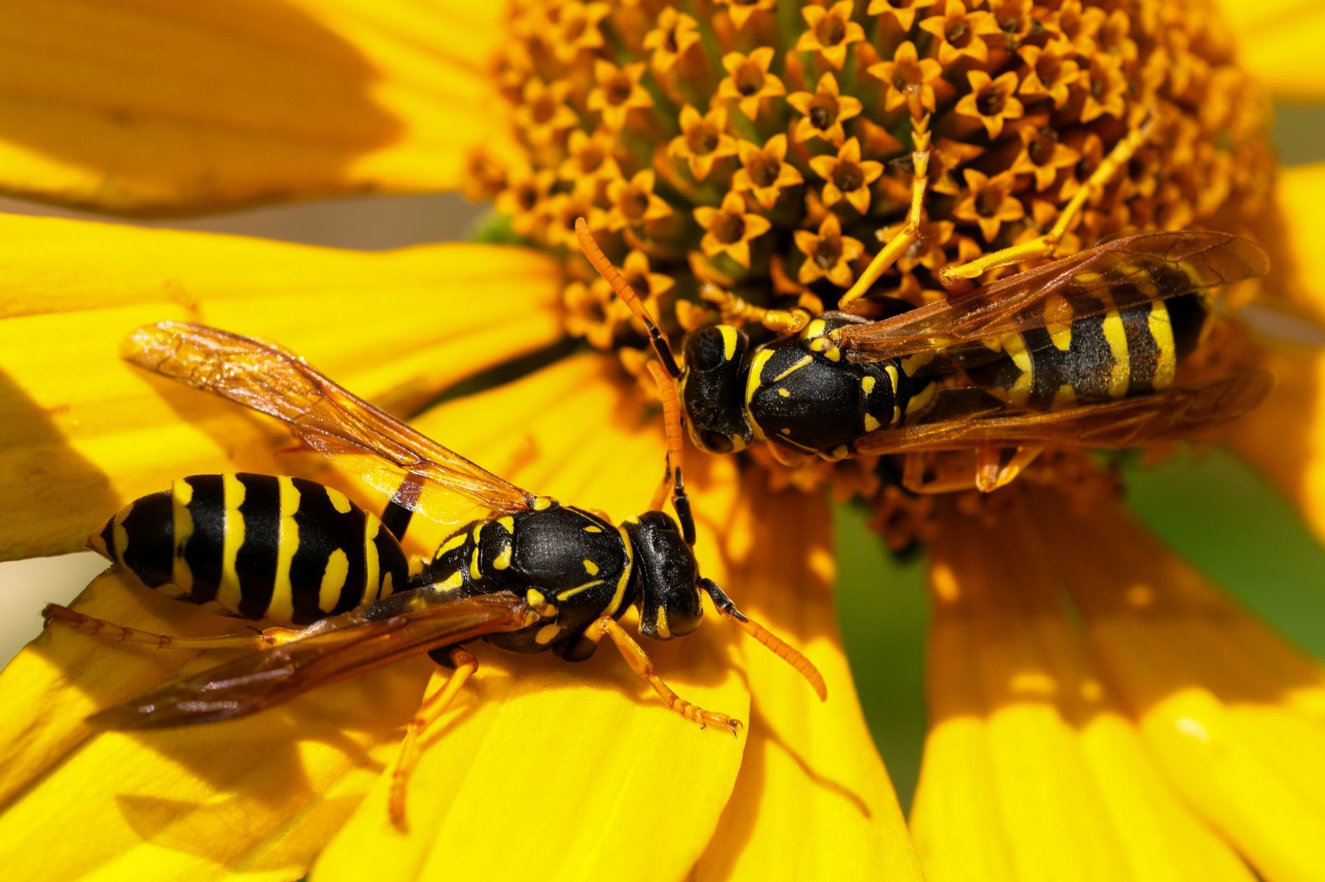 Deux guêpes jaunes et noires sur une fleur jaune.